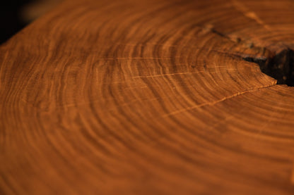 Clean concentric growth rings and a small dark fissure mark the face of a solid, precision-cut circular log section.  