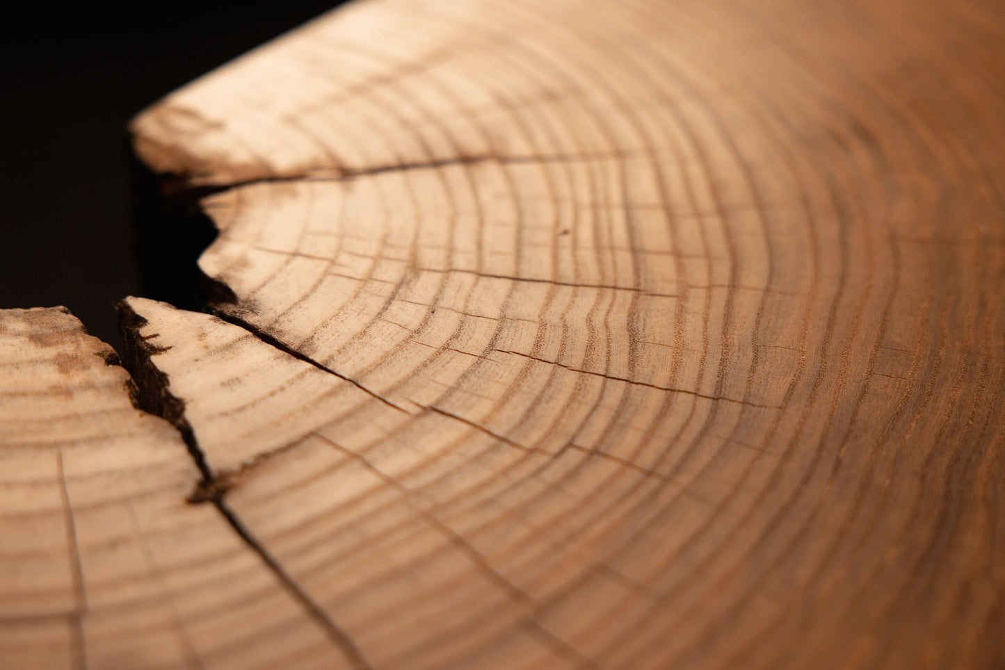 Dark edge cavity and delicate radial checking spread naturally across concentric growth rings on the wooden slab.  
