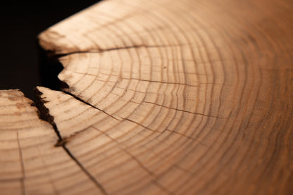 Dark edge cavity and delicate radial checking spread naturally across concentric growth rings on the wooden slab.  