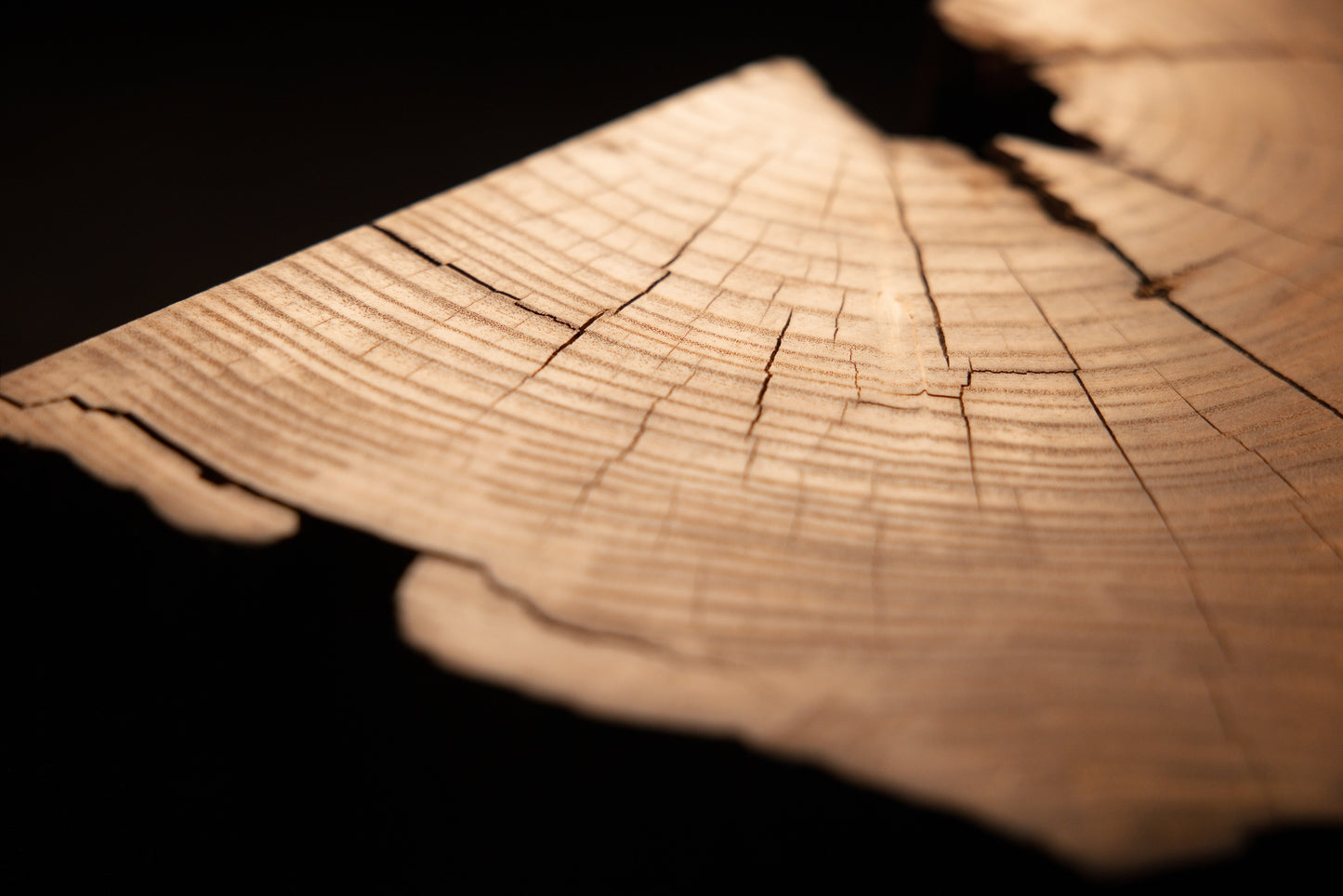 Fine radial checking and clean concentric growth rings mark the area near the sharp corner of a timber section.  