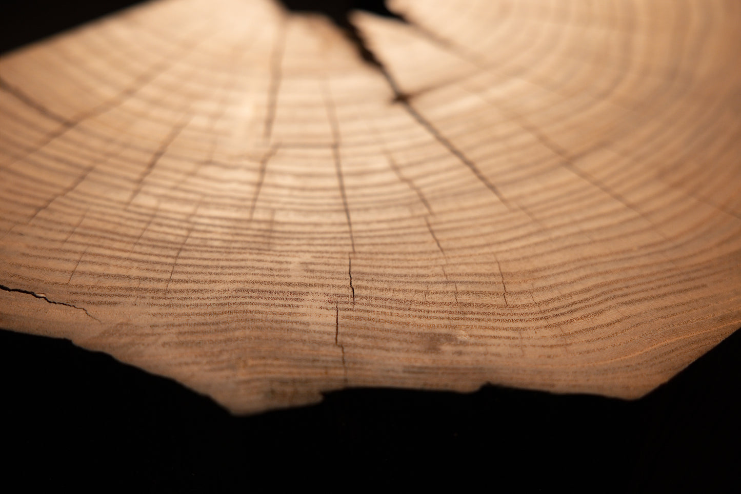 Clean concentric growth rings and delicate radial checks form the final view across a solid natural wood face.  