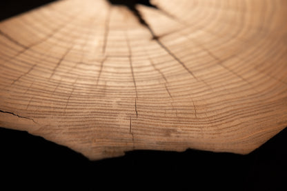 Clean concentric growth rings and delicate radial checks form the final view across a solid natural wood face.  