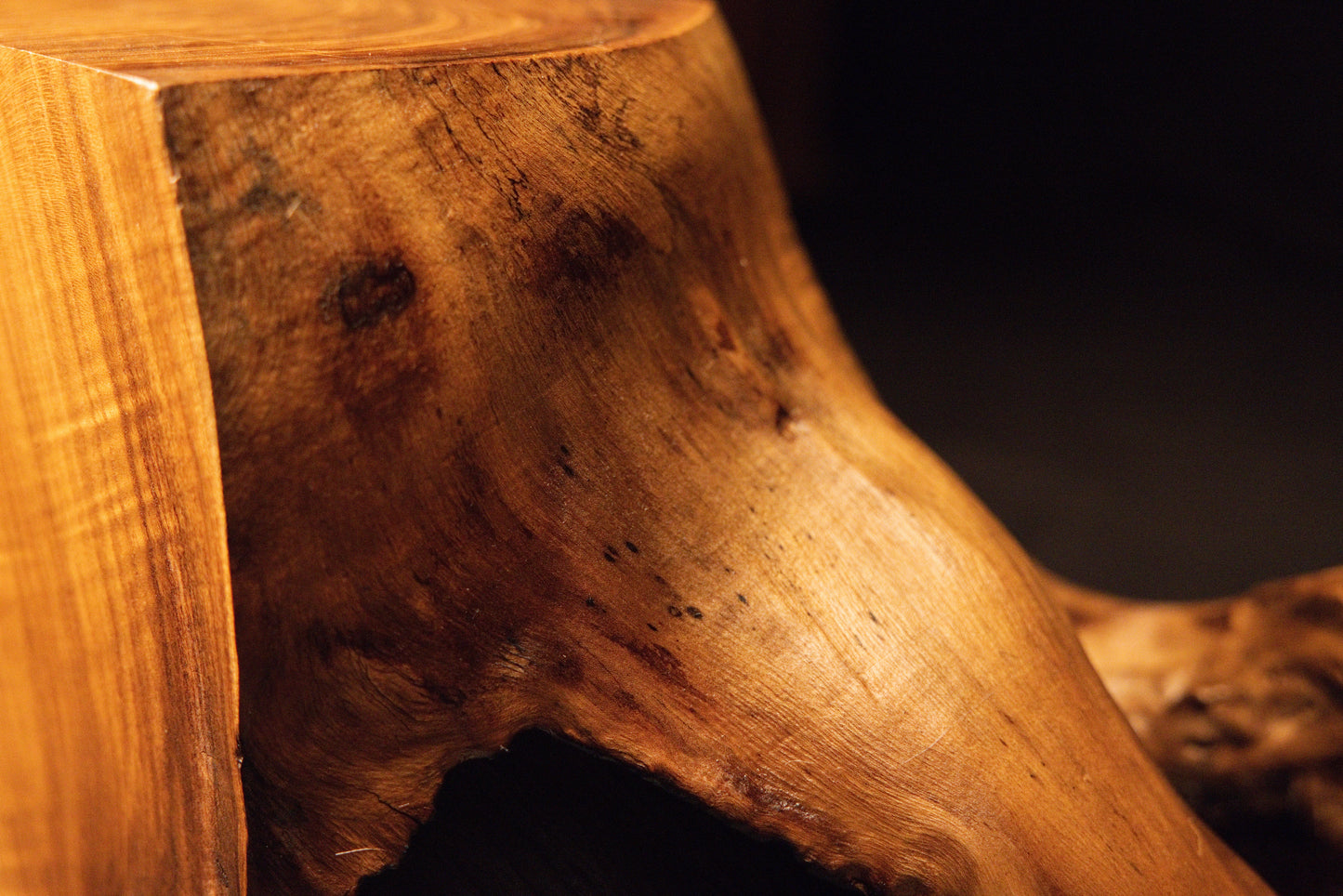Intimate study of a weathered organic root surface decorated with scattered tiny pit marks and a dark hollow opening. 