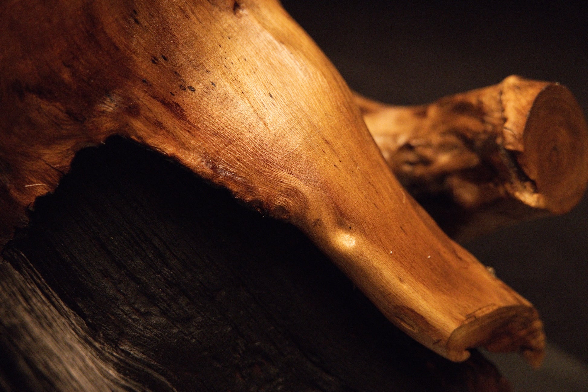Macro perspective framing the smooth polished curvature of an organic wooden root infused with vibrant amber color tones. 