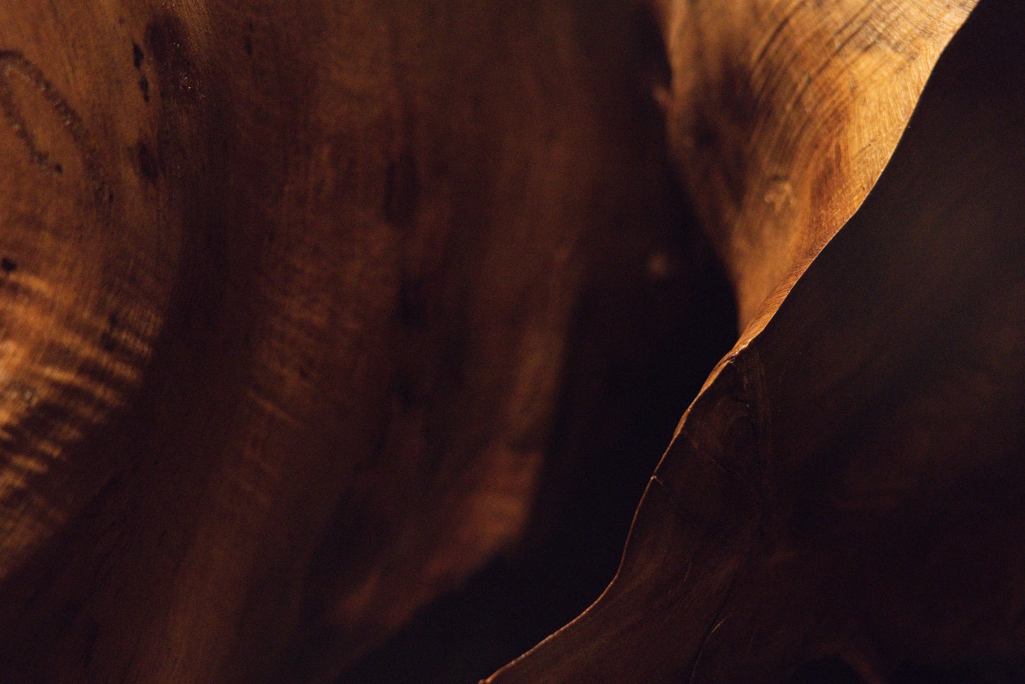 Macro capture highlighting deeply shadowed wood textures alongside rich natural organic contours inside a dark root cavity. 