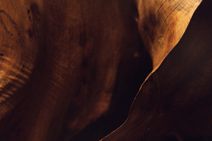 Macro capture highlighting deeply shadowed wood textures alongside rich natural organic contours inside a dark root cavity. 