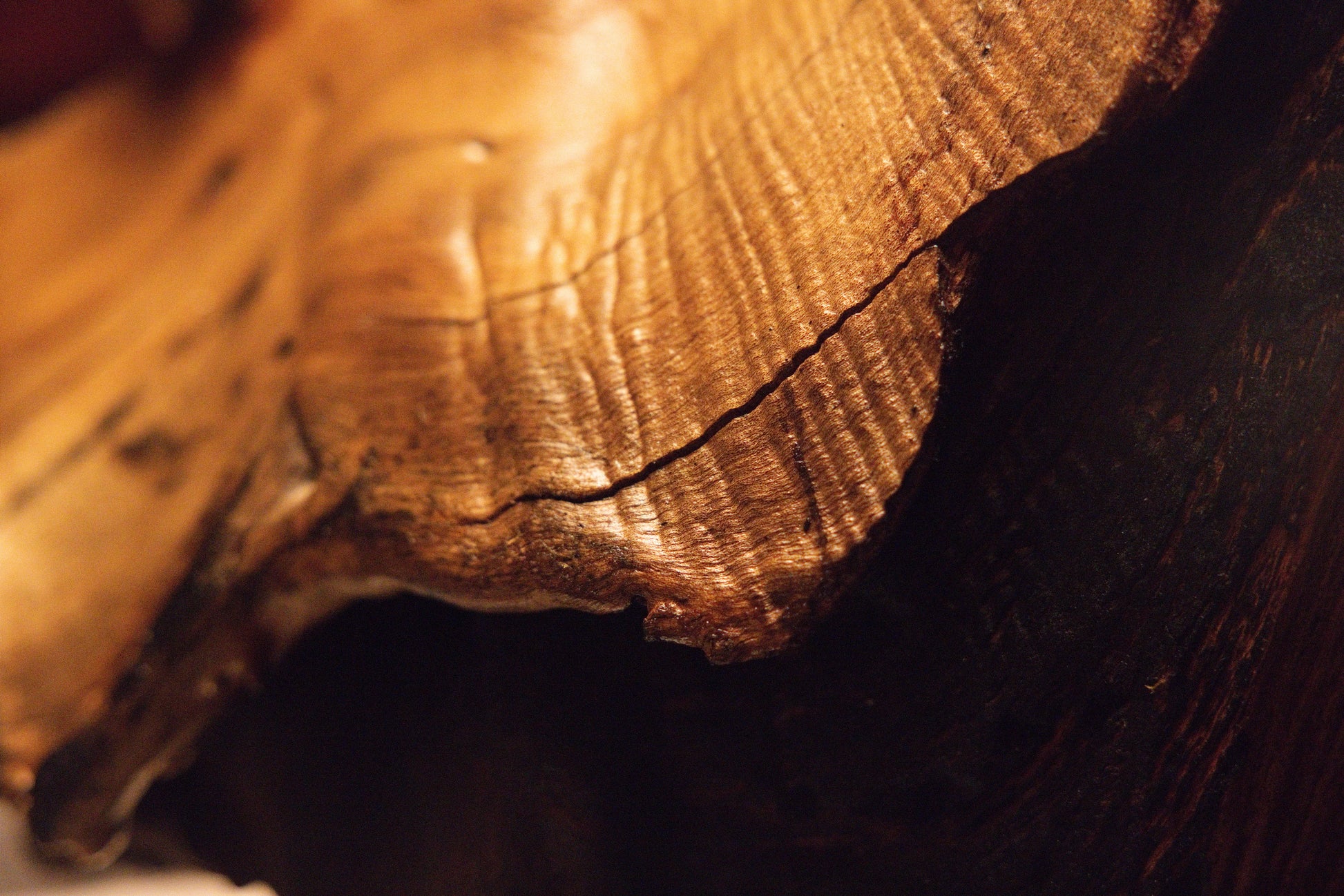 Perspective view capturing the smooth organic root curve extending gracefully above a deep dark shadowed cavity opening. 