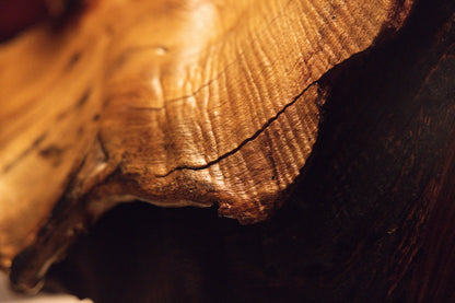 Perspective view capturing the smooth organic root curve extending gracefully above a deep dark shadowed cavity opening. 