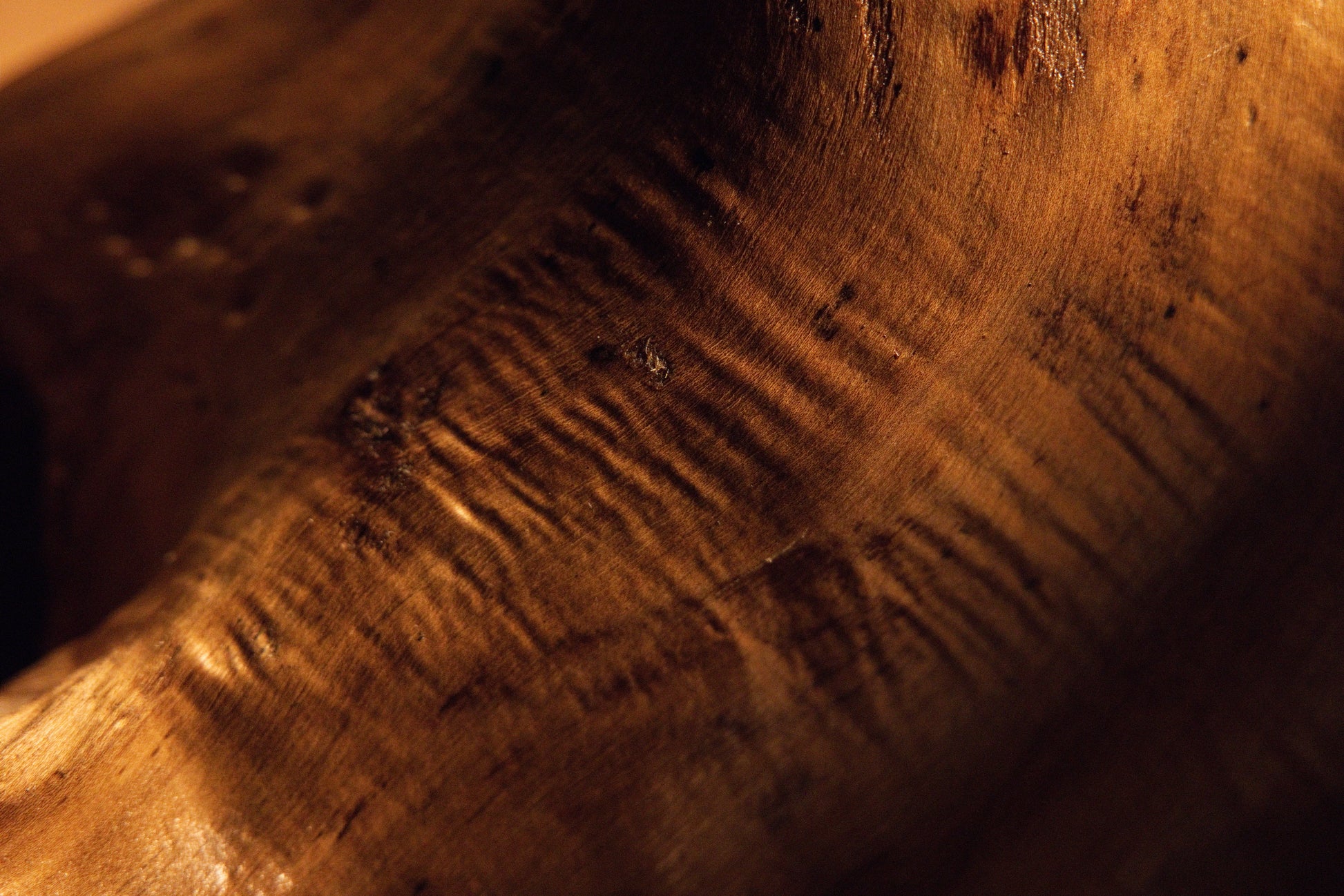 Detailed macro view capturing rippling wood grain patterns and intricate undulating surface texturing on the root block. 