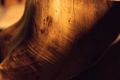 Macro photograph highlighting a cluster of dark pinholes scattered across the warm textured face of the root block. 