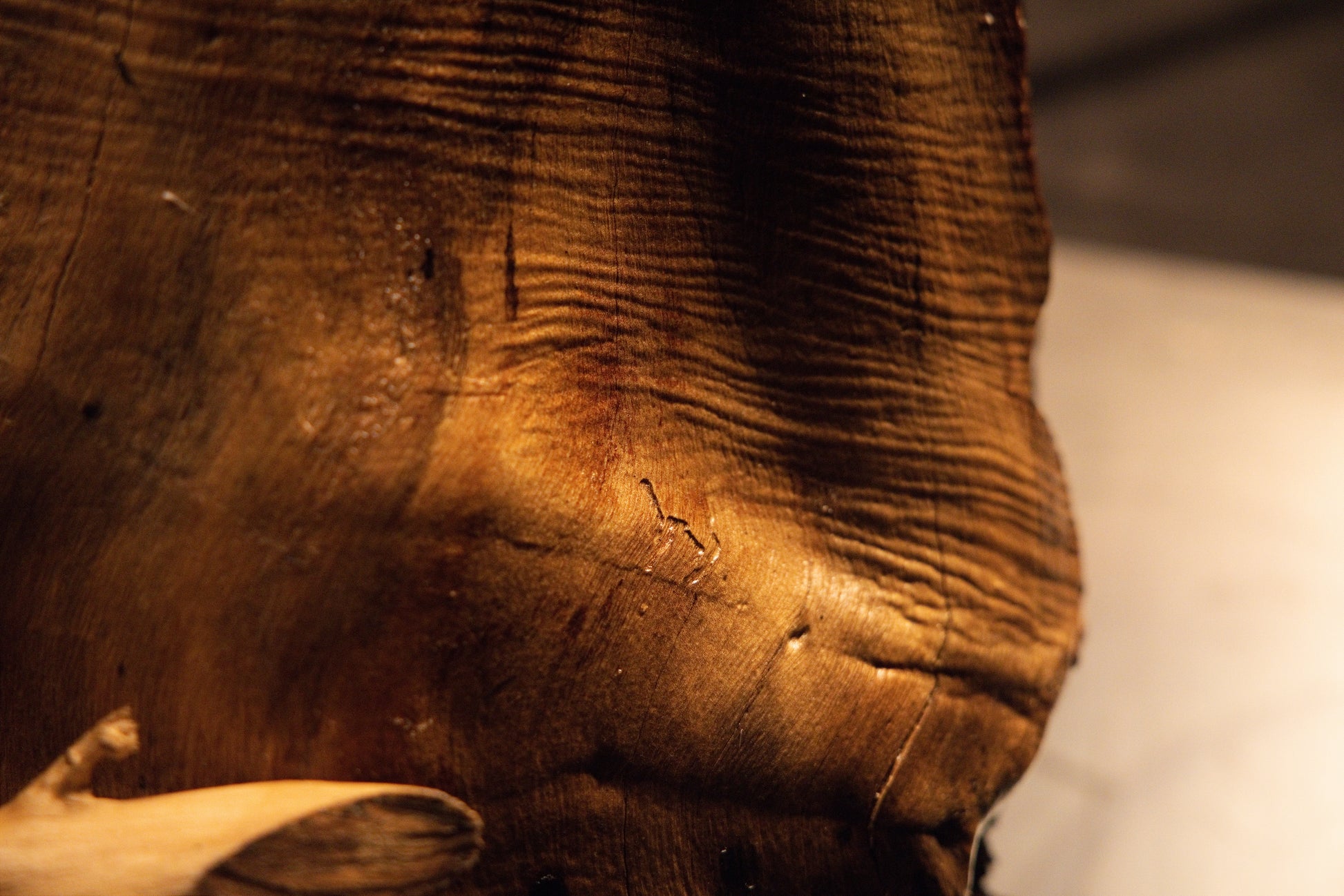 Macro capture emphasizing fine surface checking and warm golden tones wrapping around the curved root element. 
