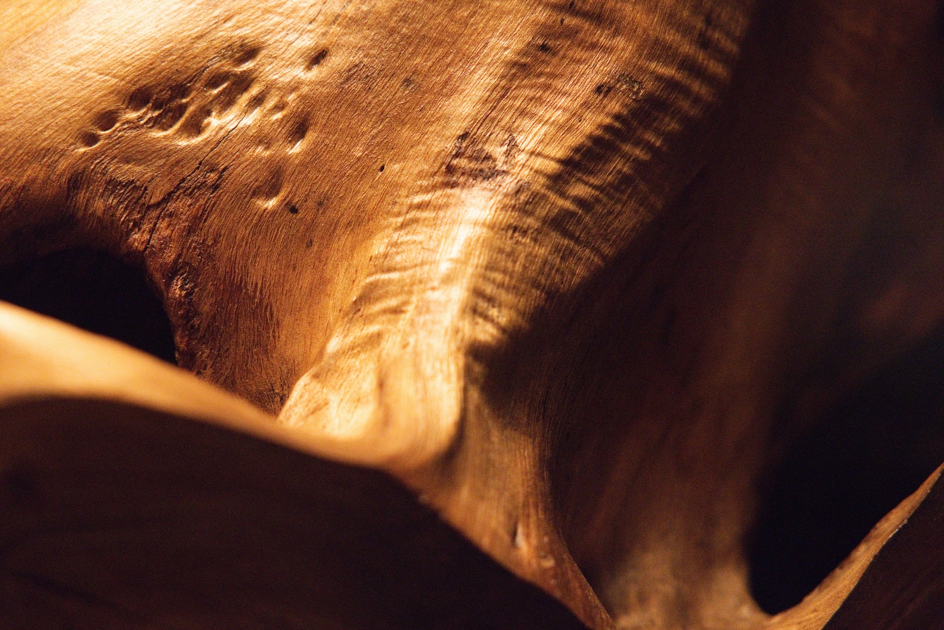 Detailed close-up view of intricately textured wood surfaces featuring natural burls and warm golden studio highlights. 