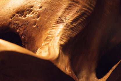 Detailed close-up view of intricately textured wood surfaces featuring natural burls and warm golden studio highlights. 