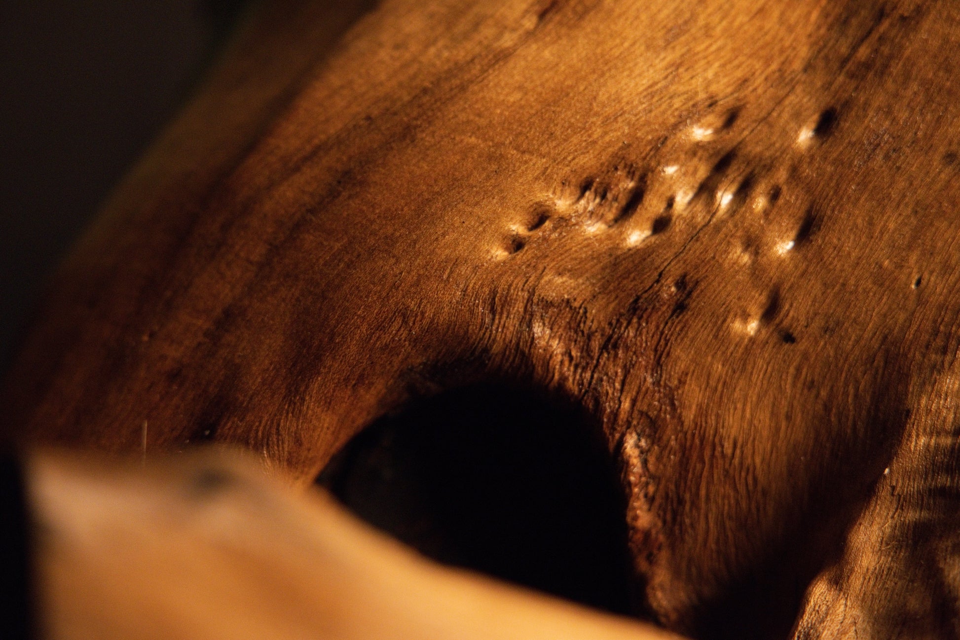 Detailed close-up view of a cluster of small natural pinholes surrounding a dark organic cavity on the root object. 