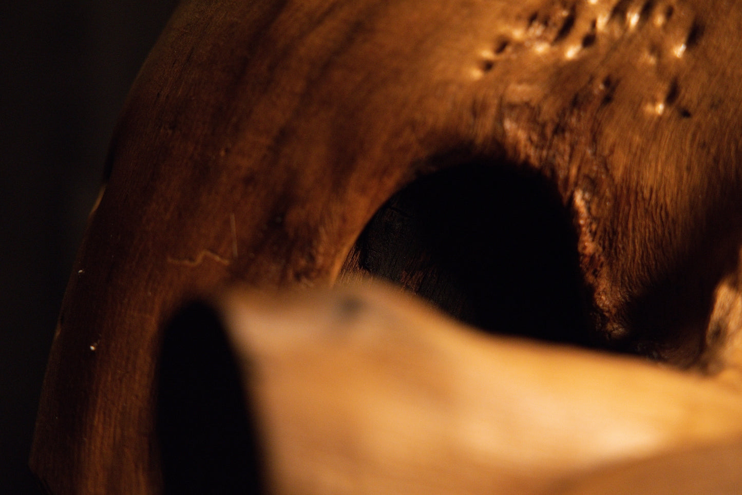 Macro view focusing on a smooth rounded cavity opening cleanly within the richly textured surface of the root block. 