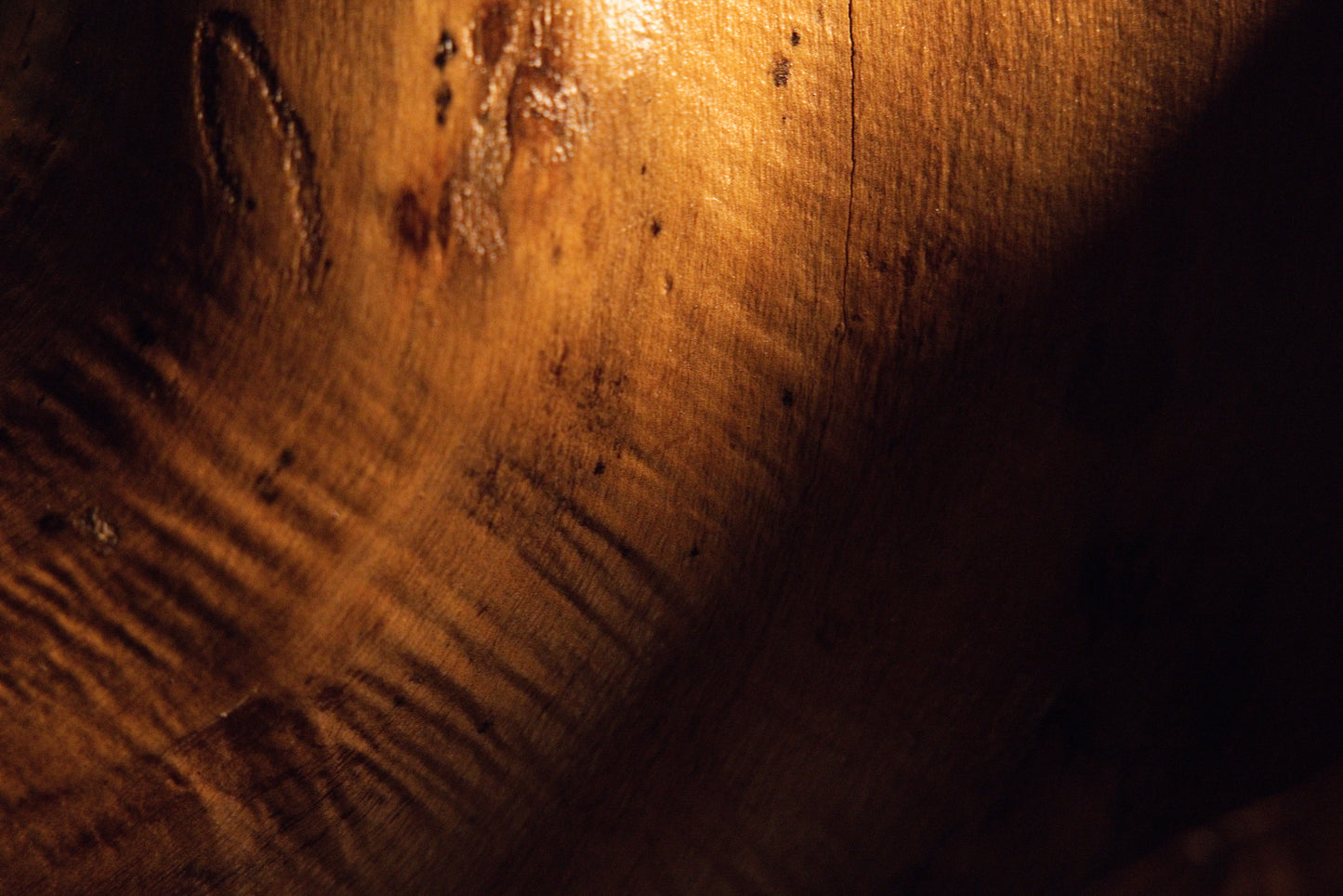 Detailed macro view capturing intricate wood textures and warm natural light playing across the curved root surface. 