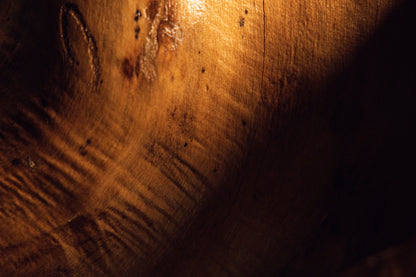 Detailed macro view capturing intricate wood textures and warm natural light playing across the curved root surface. 