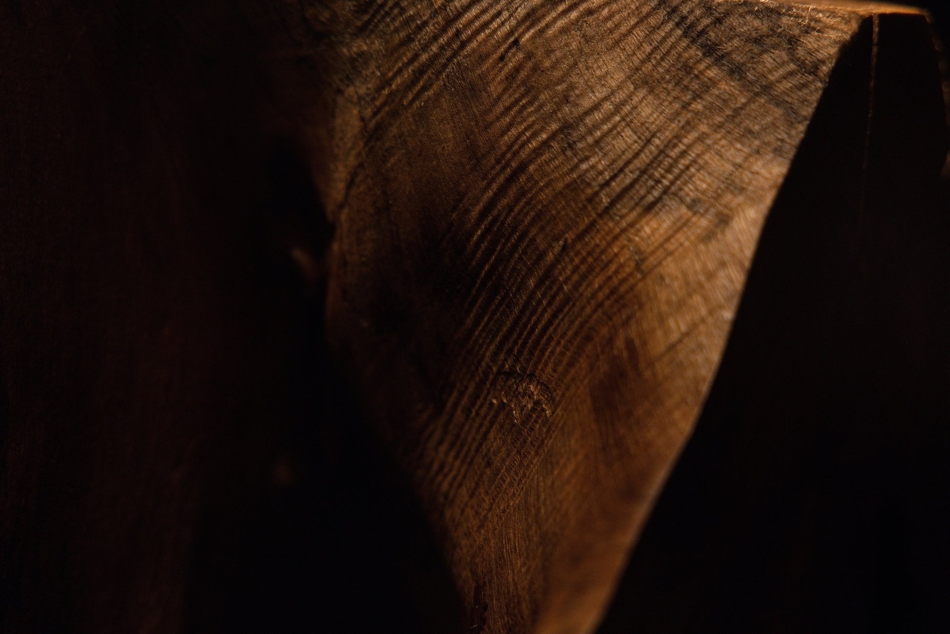 Macro photograph highlighting fine surface checking and warm golden tones wrapping around the curved root sculpture. 