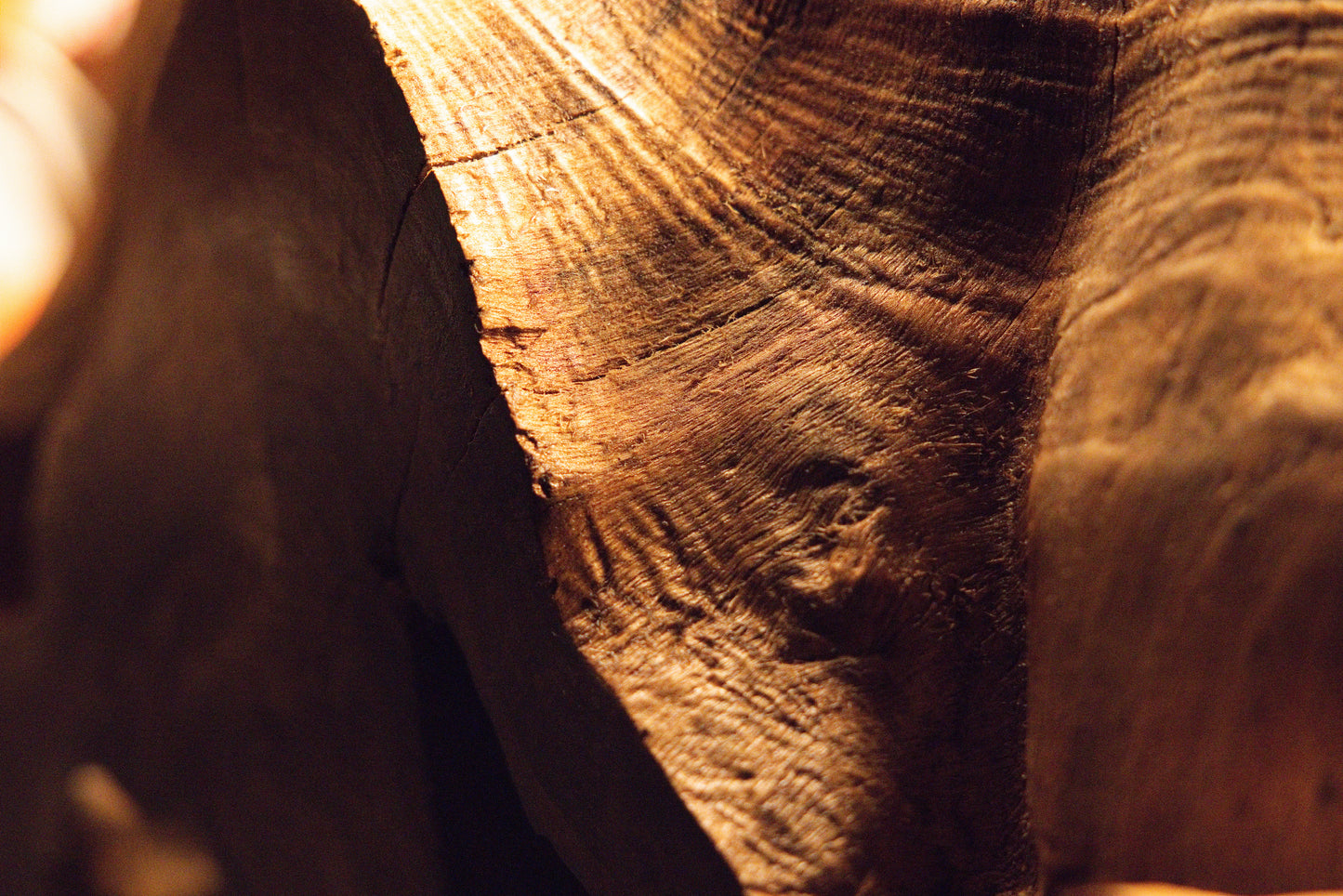 Close-up macro view of smooth polished solid wood curves seamlessly framing a deep cavity on the root monolith. 