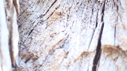 Sculpting and 3d art in woodworking  |  Stop the cracking.