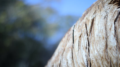 Sculpting and 3d art in woodworking  |  Stop the cracking.